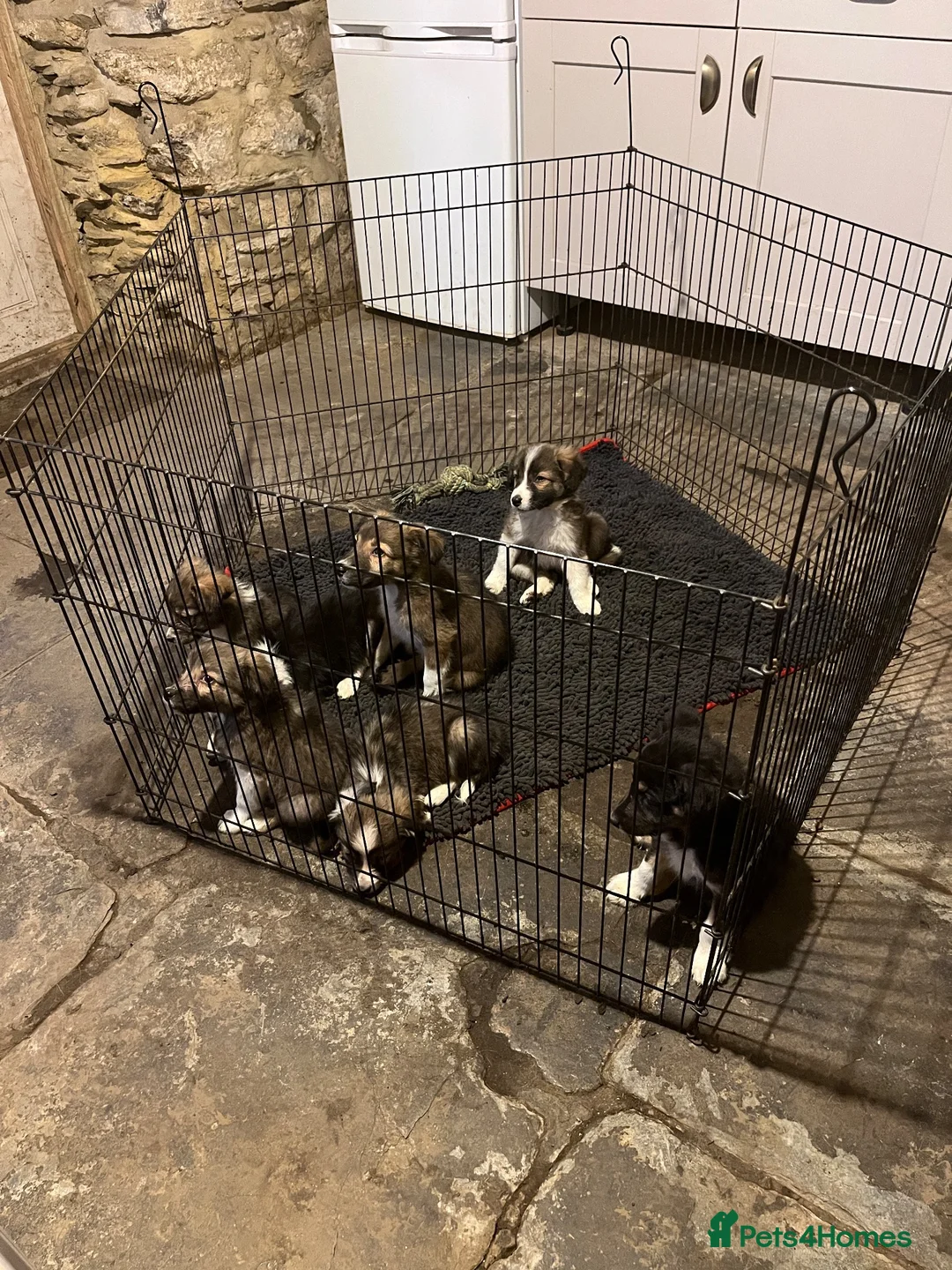 Border Collie dogs for sale: 9 week old Border Collie puppies - Advert 1