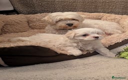 Maltese dogs for sale: Absolutely adorable Maltese girl  - Image 17