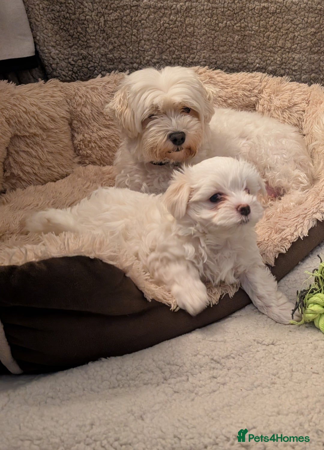 Maltese dogs for sale: Absolutely adorable Maltese girl  - Image 17