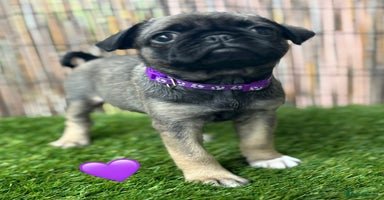 Pug dogs - Advert 5