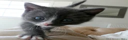 Mixed Breed cats for sale: Gorgeous Rag Doll/Maine Coon/Russian Blue X - Advert 22