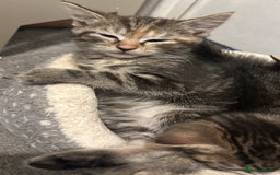 Domestic Shorthair cats for sale: Playful kittens  - Image 3