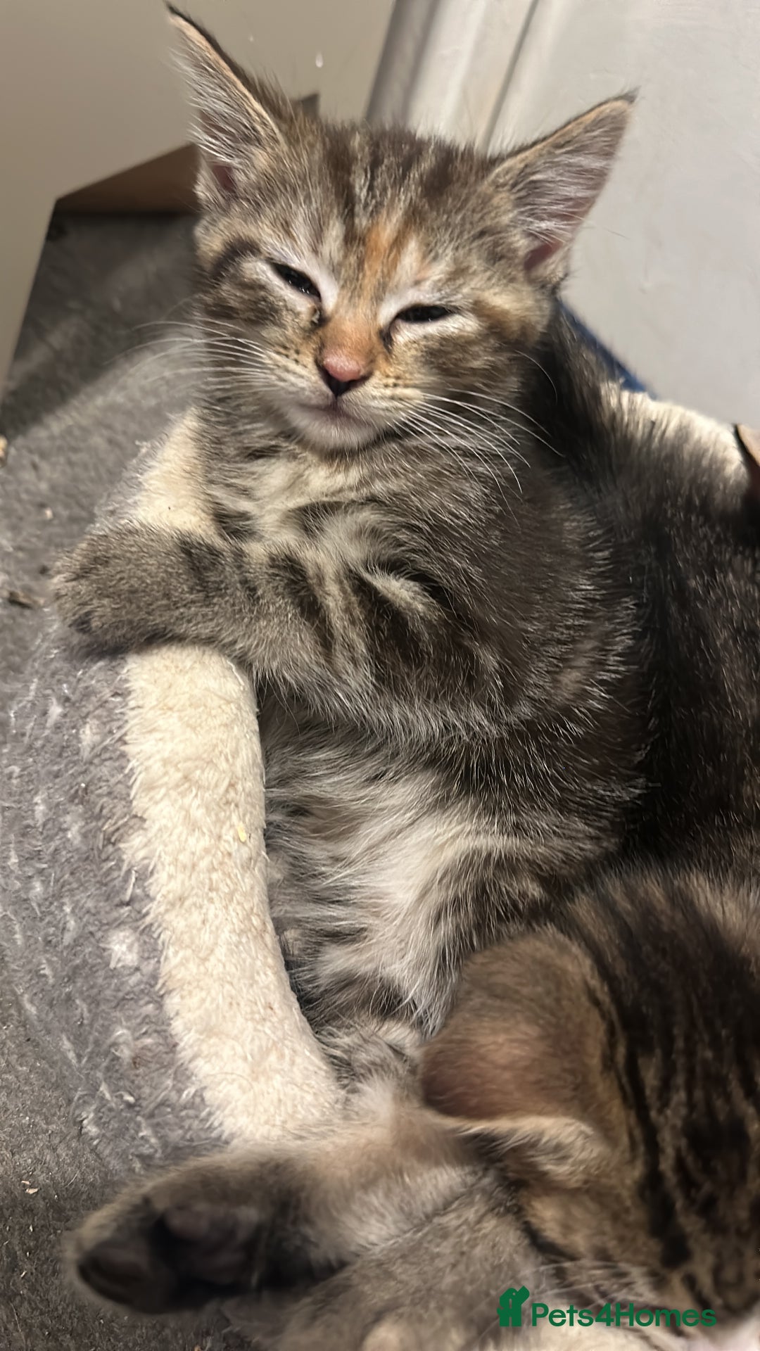 Domestic Shorthair cats for sale: Playful kittens  - Image 3