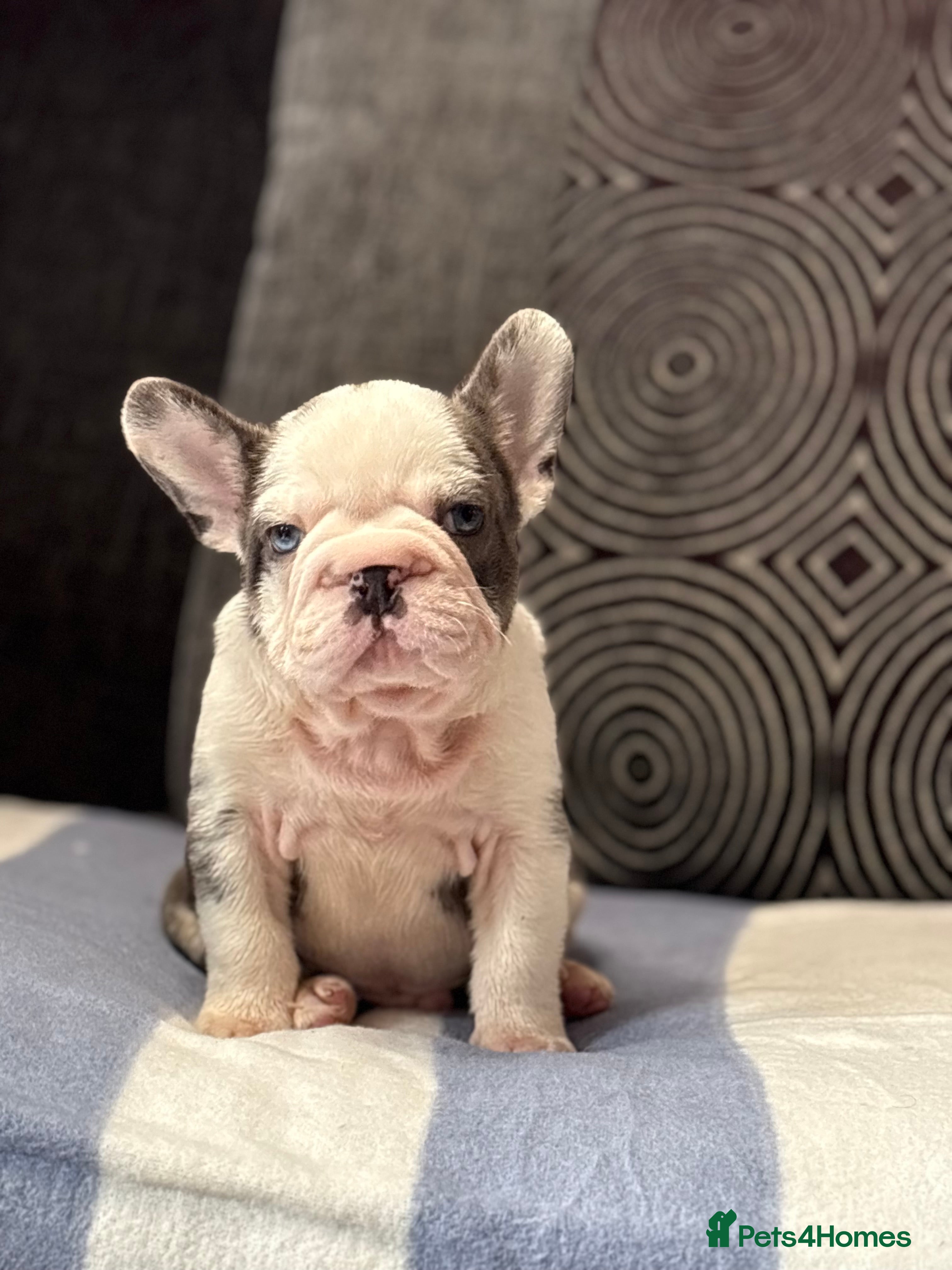 French Bulldog dogs Beautiful French Bulldog Puppies Available  - Advert 16