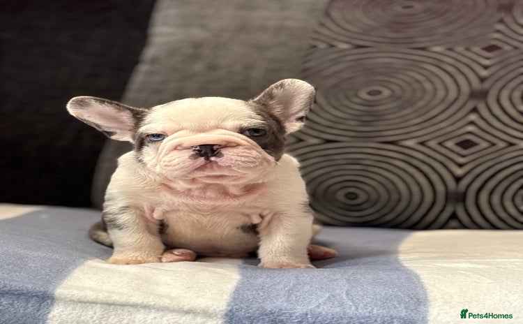 French Bulldog dogs - Advert 1
