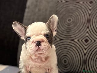 French Bulldog dogs Beautiful French Bulldog Puppies Available - Advert 9