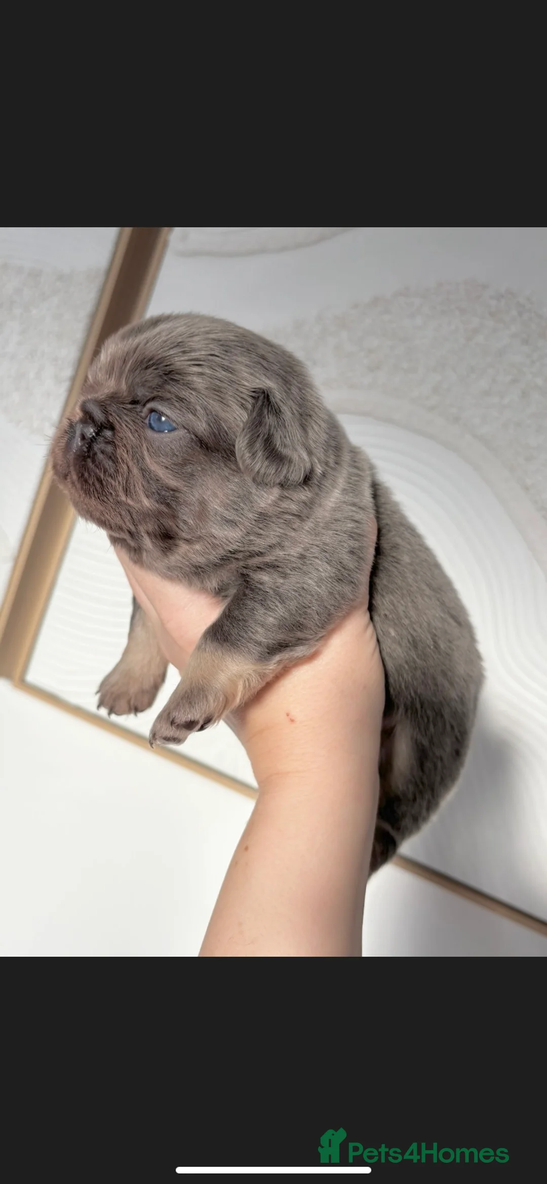 French Bulldog dogs for sale: FLUFFY FRENCH BULLDOG & FLUFFY CARRIER PUPPIES  - Advert 6