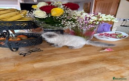 Selkirk Rex cats for sale: Gorgeous Selkirk Rex - Image 8