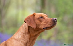 Labrador Retriever dogs for stud: 0/0 Hip & Elbows, Fully Health Tested in Tadcaster - Image 9