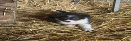 Border Collie dogs for sale: 2 Beautiful Border Collie bitch pups in Sheffield - Advert 13