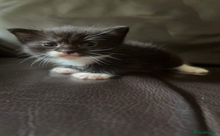 British Longhair cats - Advert 4