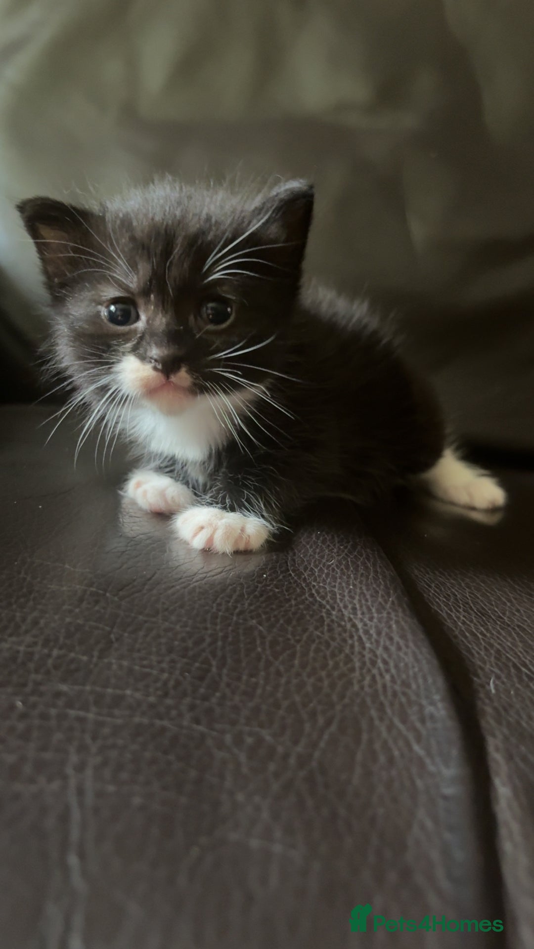 British Longhair cats for sale: 5 beautiful kittens for sale - Image 1