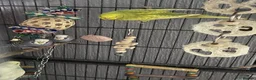 Mixed Breed birds for sale: Female budgies, Love birds and diamond dove in Scunthorpe - Advert 5