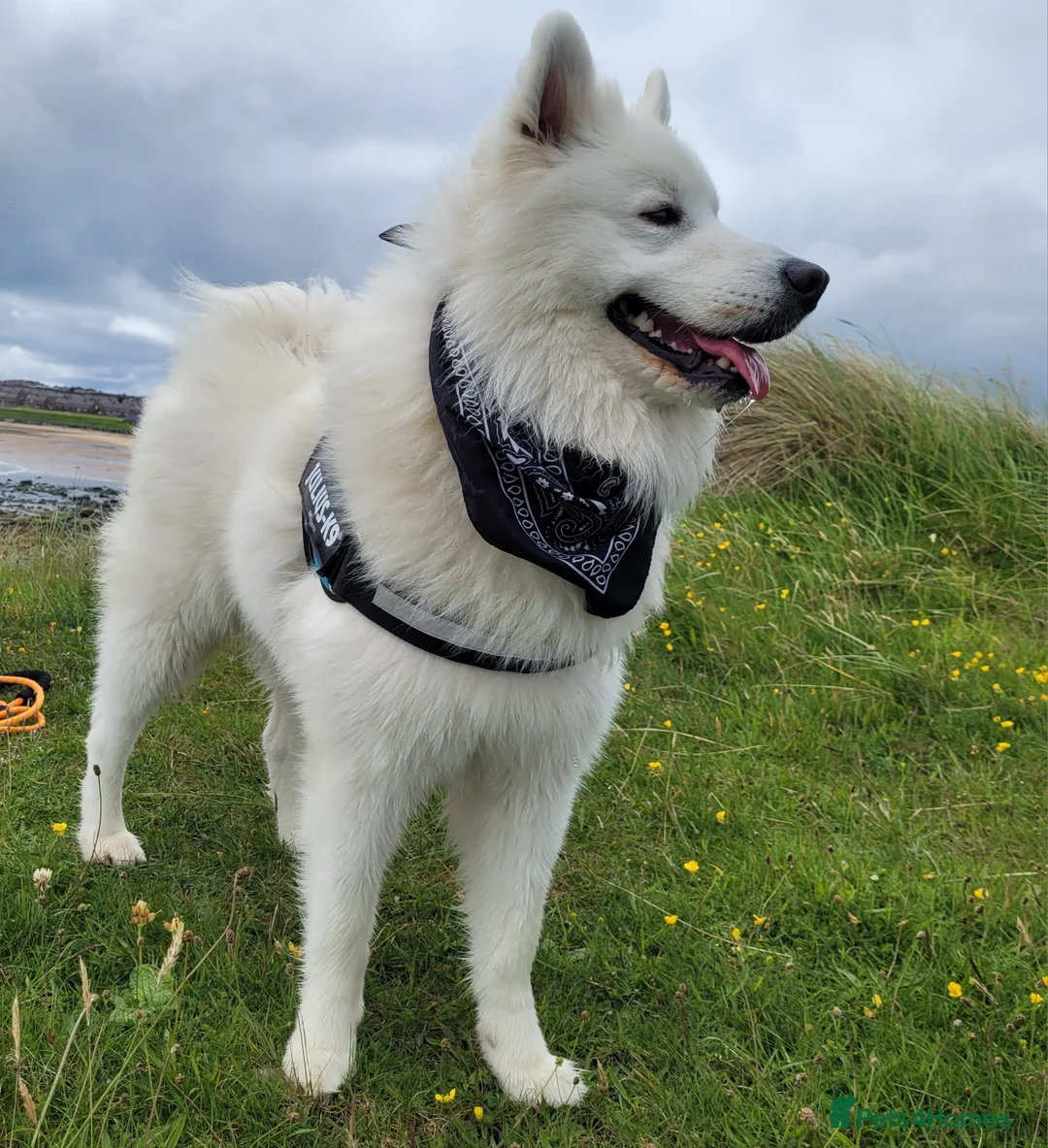 Samoyed dogs for sale: ‼️KC Registered Puppies!!!‼️ - Advert 21