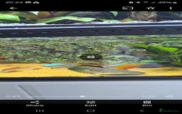 Gecko reptiles for sale: Fully functional Paladarium - Image 3