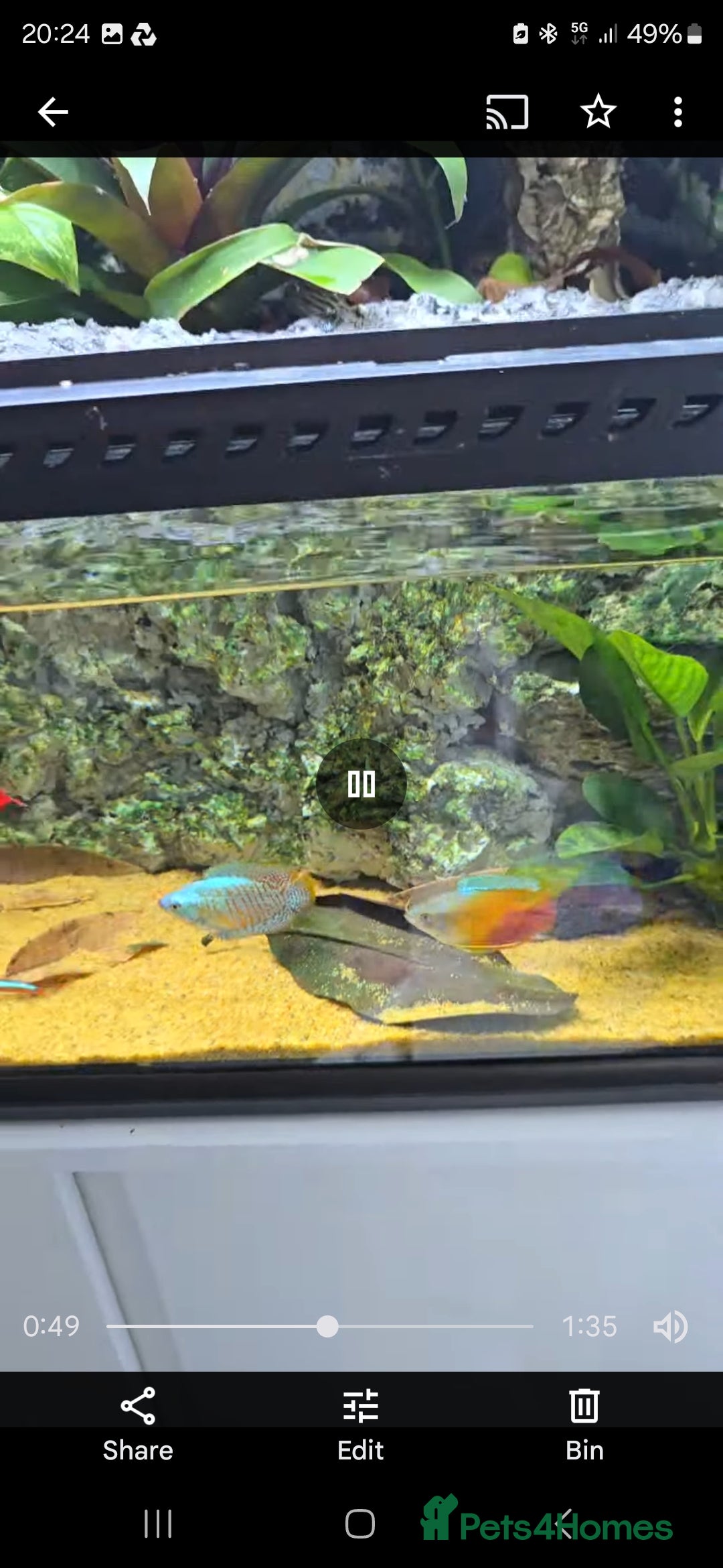 Gecko reptiles for sale: Fully functional Paladarium - Image 3