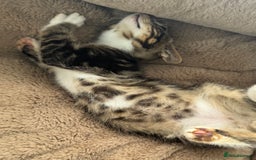 Mixed Breed cats for sale: Super friendly kittens ready now  - Image 11