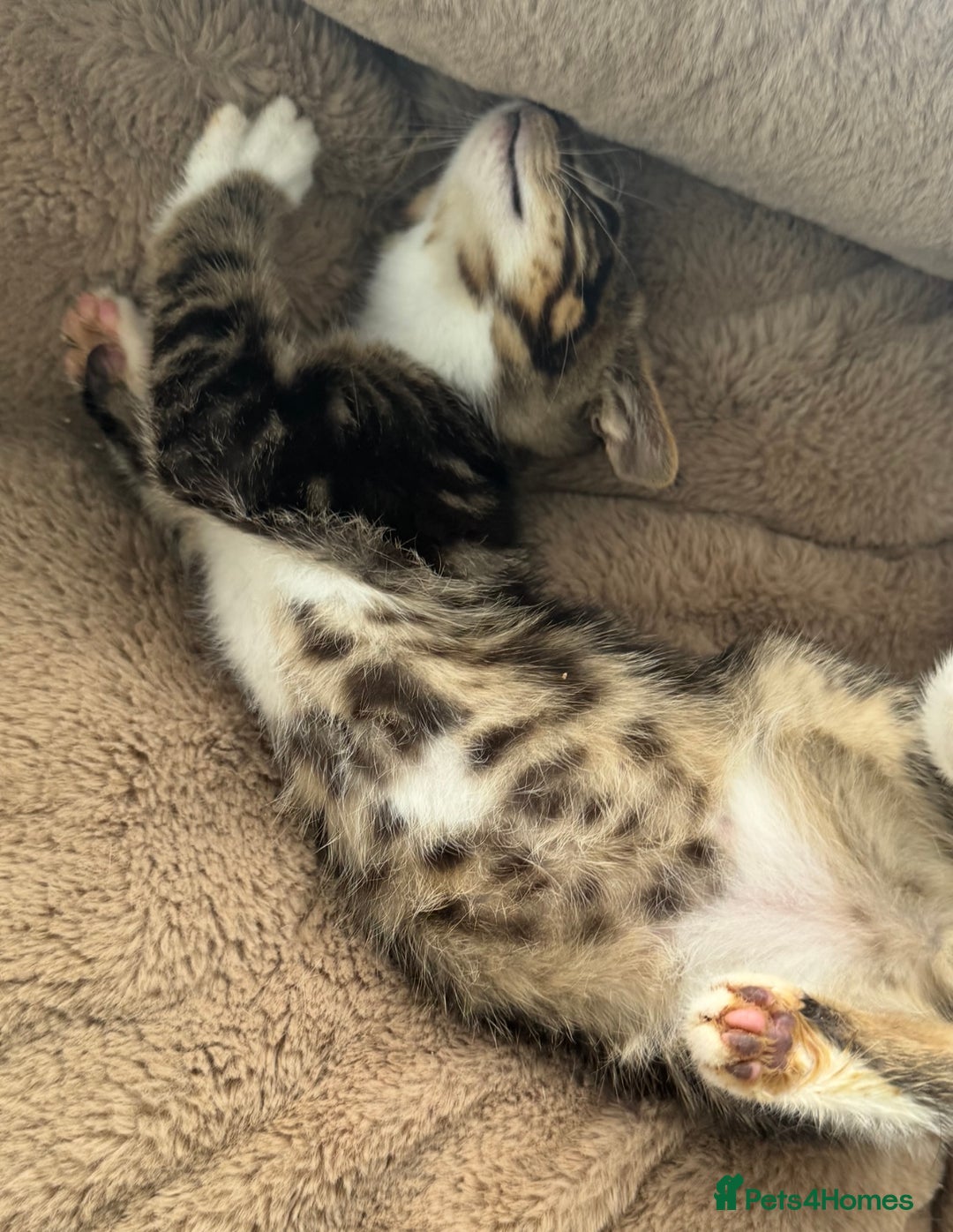 Mixed Breed cats for sale: Super friendly kittens ready now  - Image 11