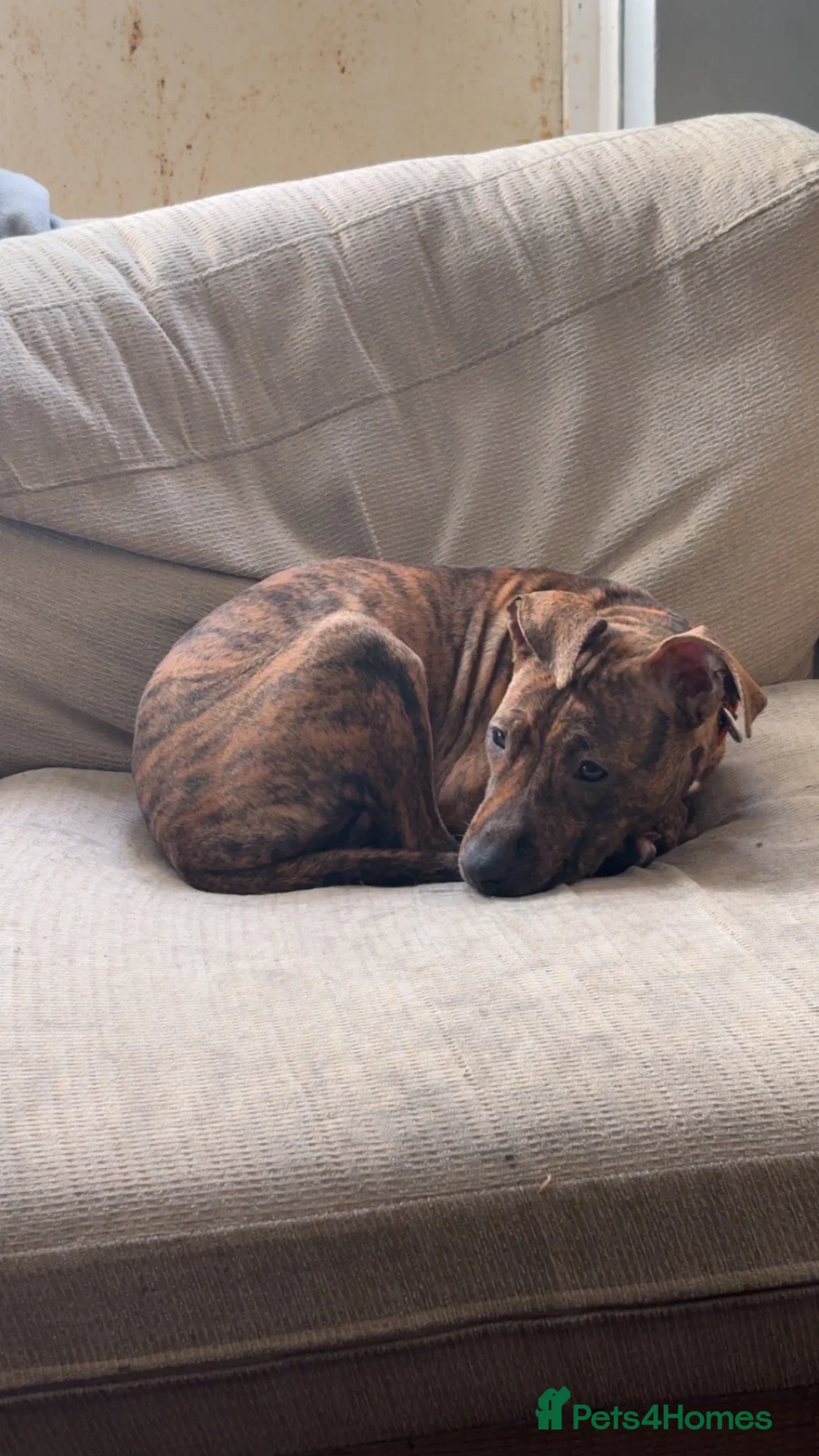 Mixed Breed dogs for sale: Needs a home - Advert 1