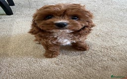 Cavapoo dogs for sale: !Ready now! F1 cavapoos kc reg parents - Image 9