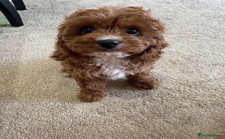 Cavapoo dogs - Advert 13