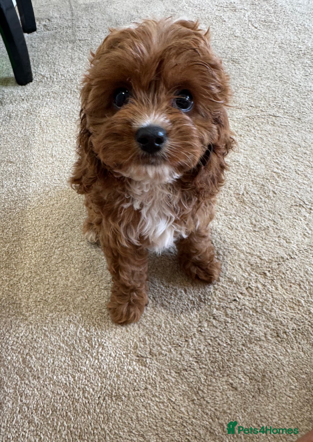 Cavapoo dogs for sale: !Ready now! F1 cavapoos kc reg parents - Image 9