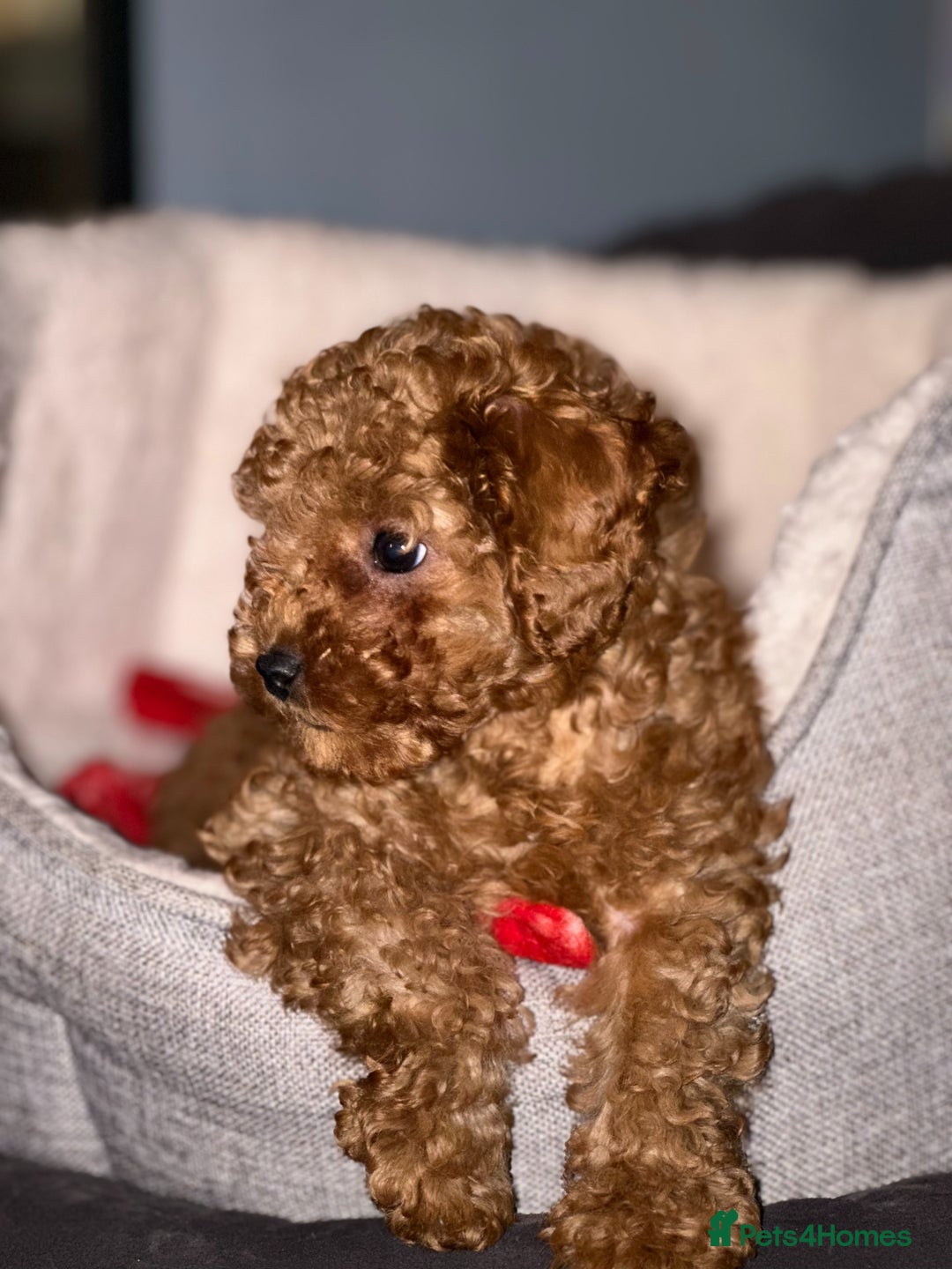 Toy Poodle dogs for sale: ❤️ Tiny Fluffy Red Toy Poodle ❤️ - Advert 4