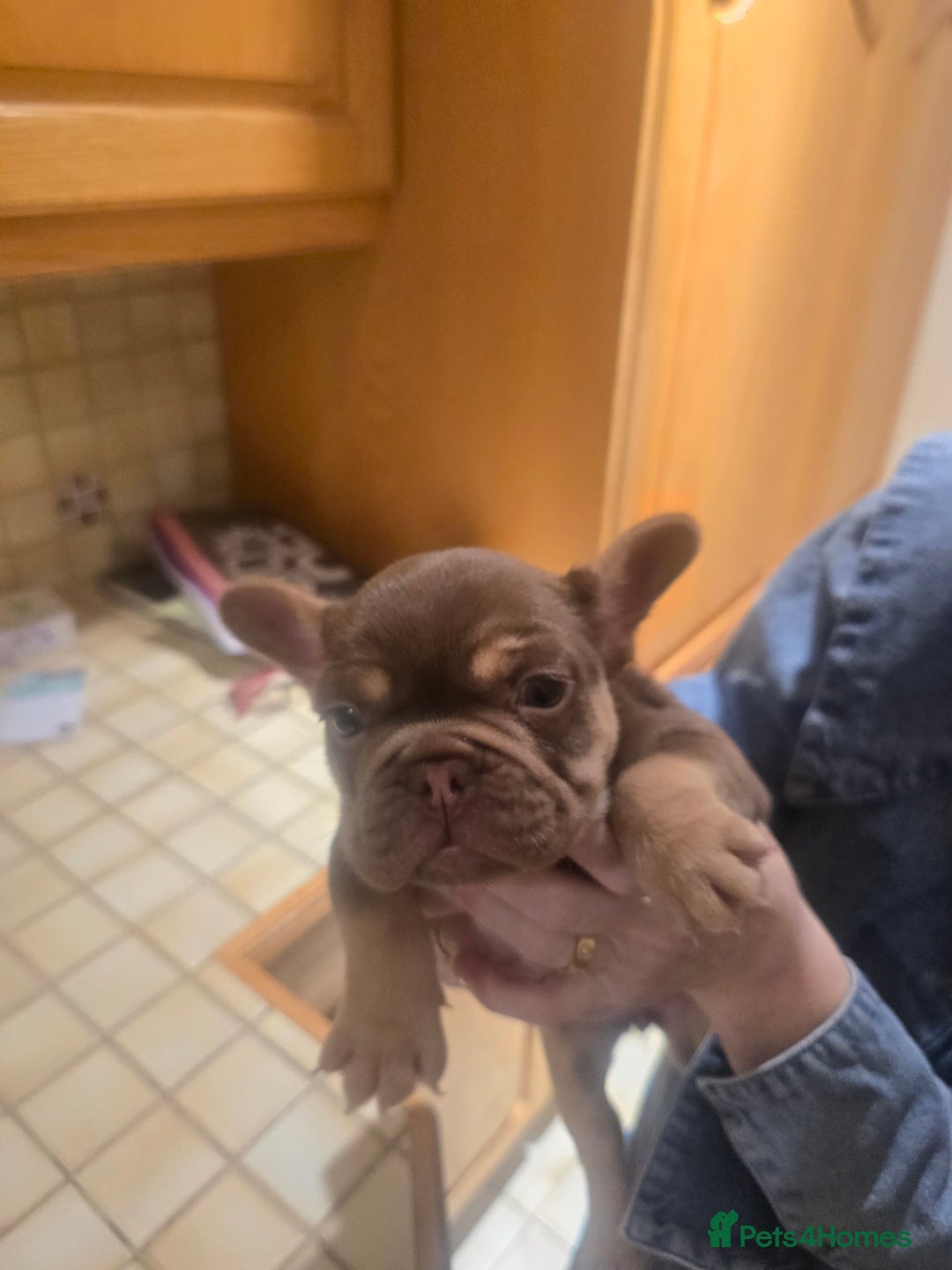 French Bulldog dogs for sale: 2 beautiful French bulldogs for sale - Advert 16