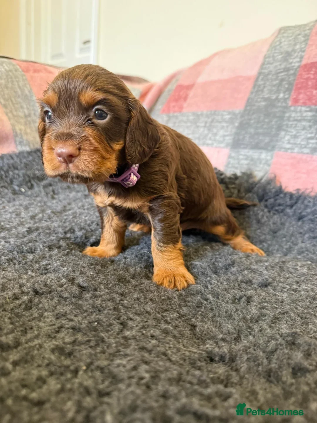 Cocker Spaniel dogs for sale: Kc Reg Brown/Tan And TriColour Working Cocker Pups - Advert 2