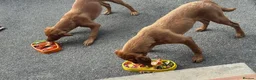 Labrador Retriever dogs for sale: Two stunning expepitional fox red  - Advert 3
