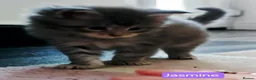 Maine Coon cats for sale: Mainecoons ready now - Advert 28