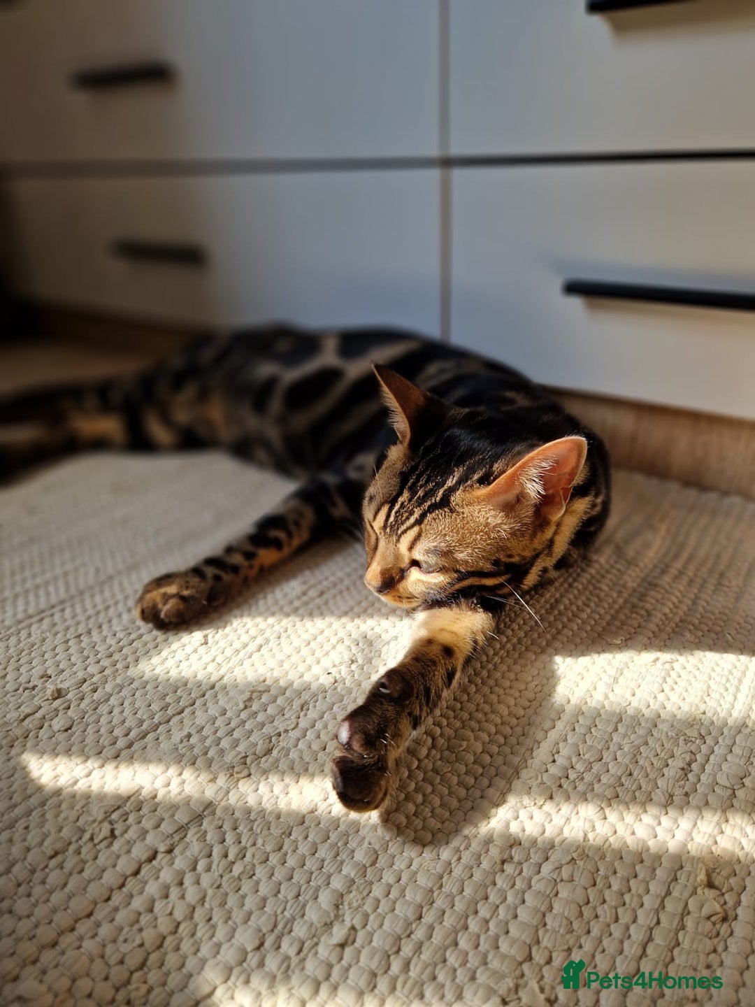 Bengal cats for sale: 11 month male Bengal - Image 5
