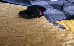 Sproodle dogs for sale: Beautiful F1 sproodle pups  - Image 13