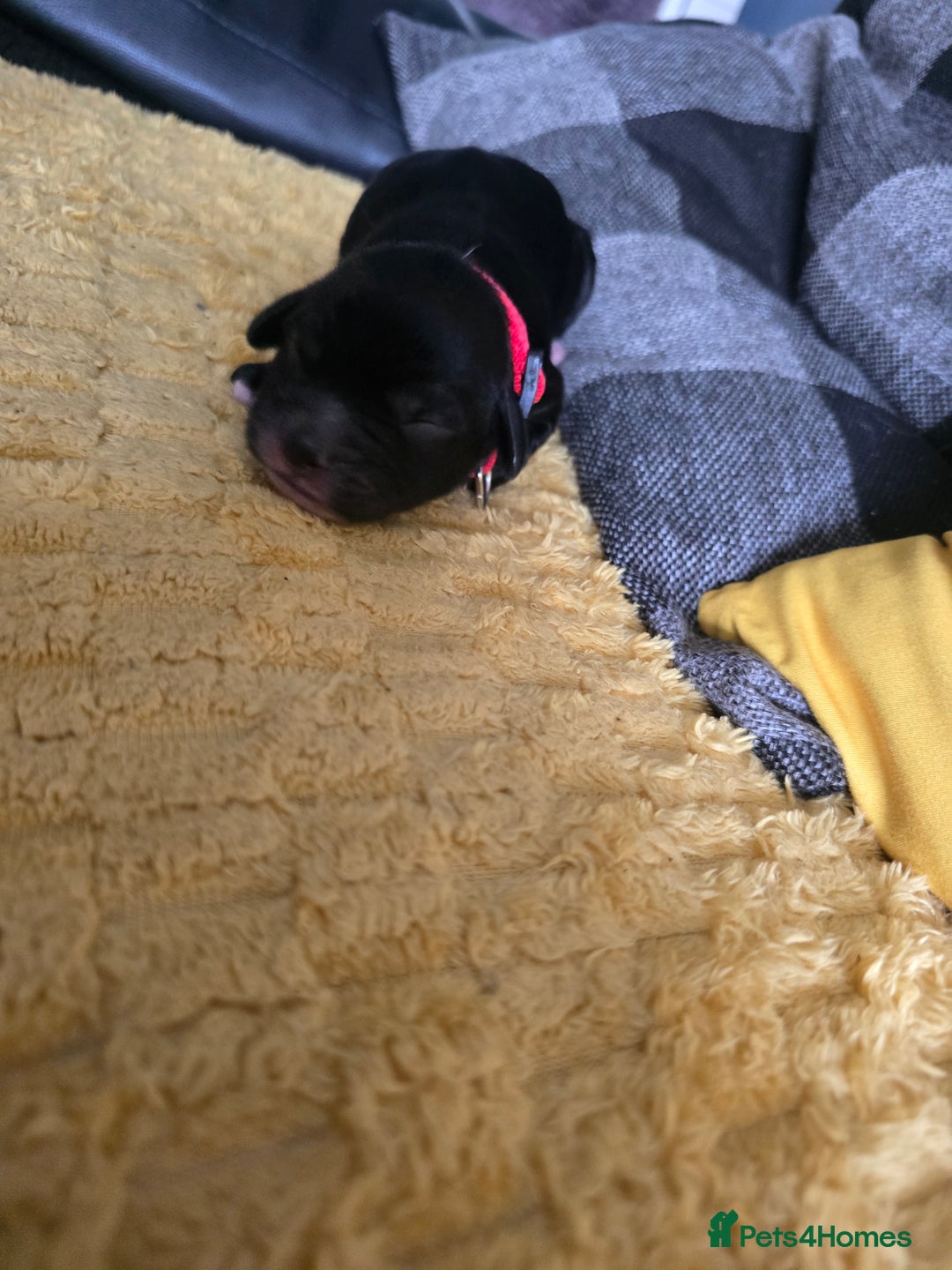 Sproodle dogs for sale: Beautiful F1 sproodle pups  - Image 13