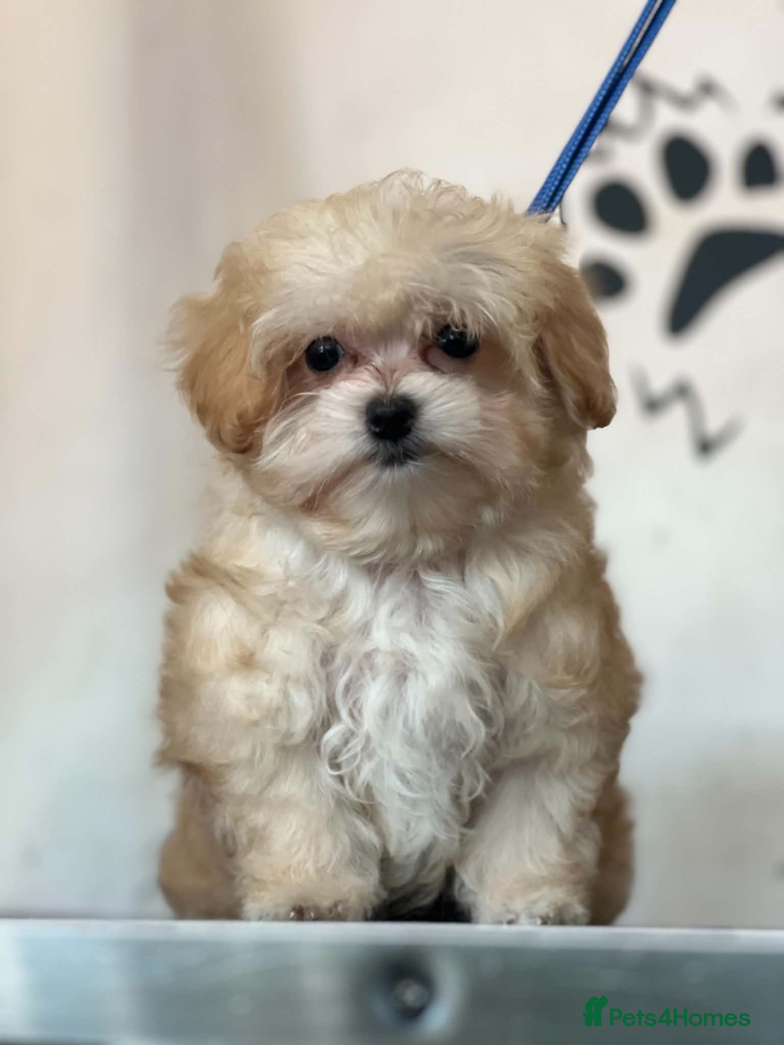 Maltipoo dogs Gorgeous Asian F1 small Maltipoos - Advert 2