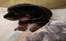 Mixed Breed dogs for sale: French bulldog x daschund - Image 13