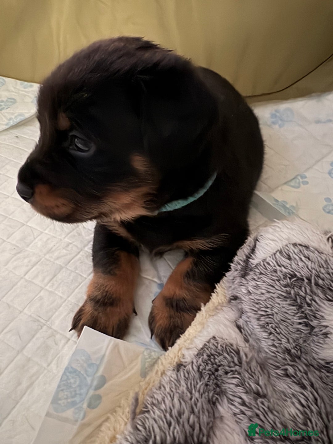 Mixed Breed dogs for sale: French bulldog x daschund - Image 13