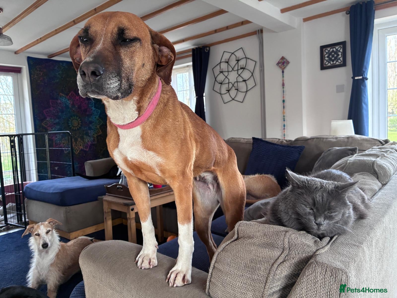 Mixed Breed dogs Sasha deserves her own home  - Advert 1