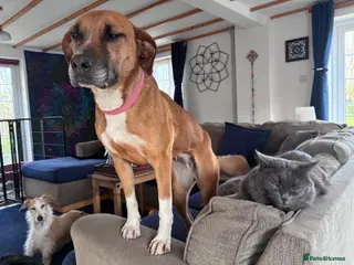 Mixed Breed dogs Sasha deserves her own home - Advert 1