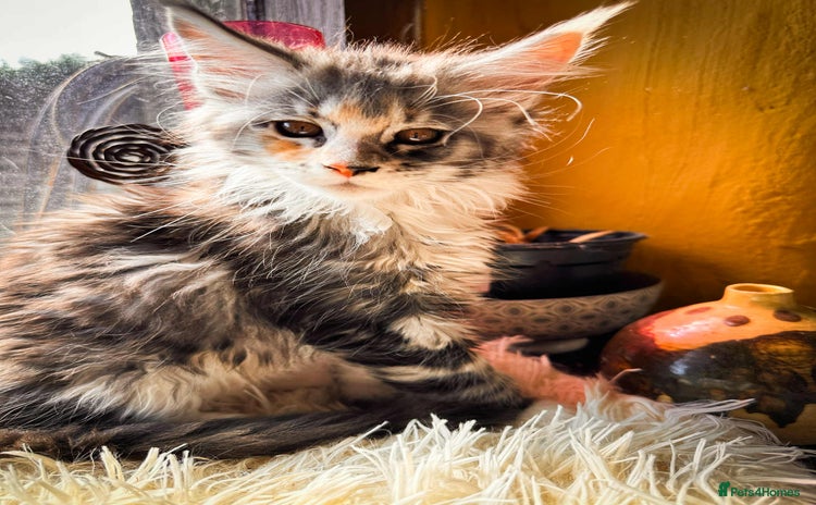 Maine Coon cats - Advert 5