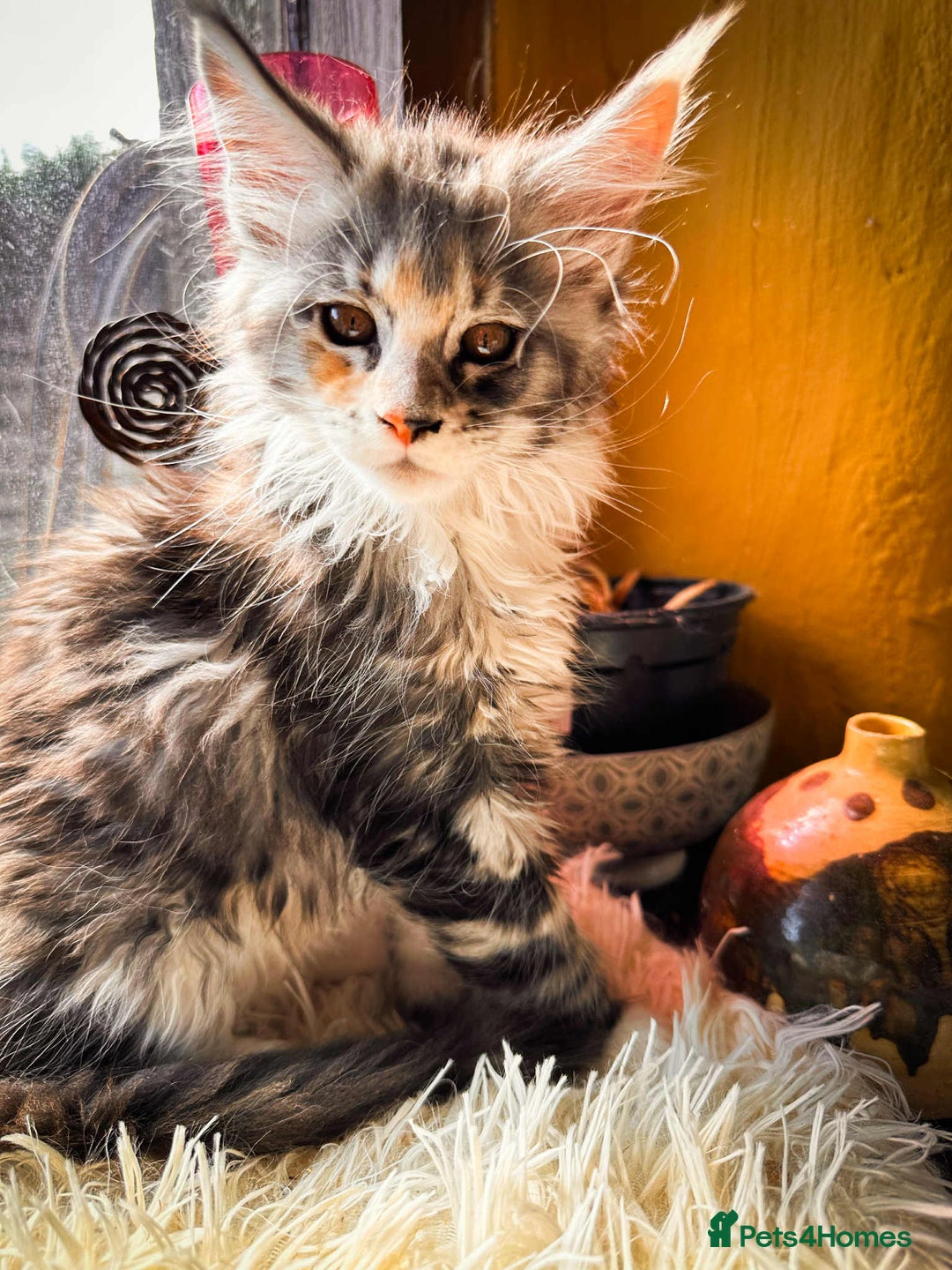 Maine Coon cats for sale: Maine Coon Kittens Tica Registered - Image 3