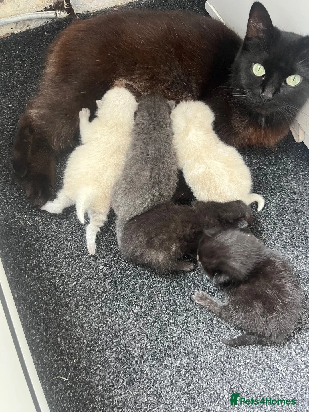 Ragdoll cats for sale: Mix litter of ragdoll x kittens - Advert 1