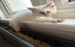 Maine Coon cats for sale: Maine coon cross ragdoll kittens  - Image 4