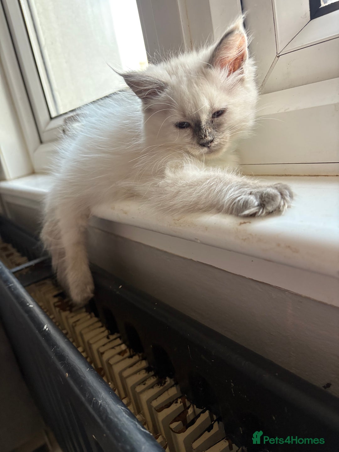Maine Coon cats for sale: Maine coon cross ragdoll kittens  - Image 4