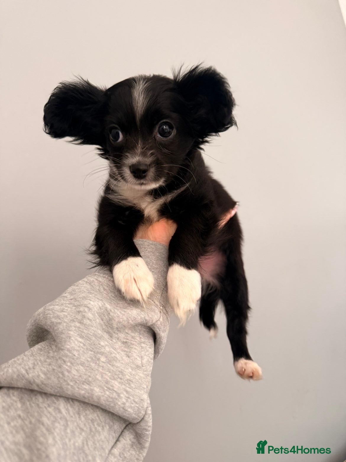 Mixed Breed dogs 1 last female looking for a forever home 🏠 💞 - Advert 16