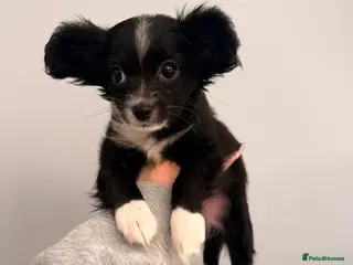 Mixed Breed dogs 1 last female looking for a forever home 🏠 💞 - Advert 16