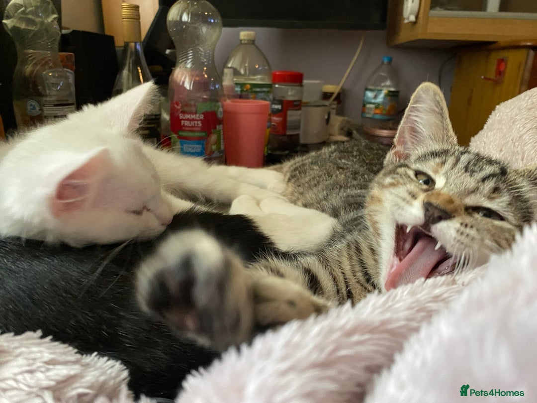 British Shorthair cats for sale:  4 Lovely Little One's - Image 9