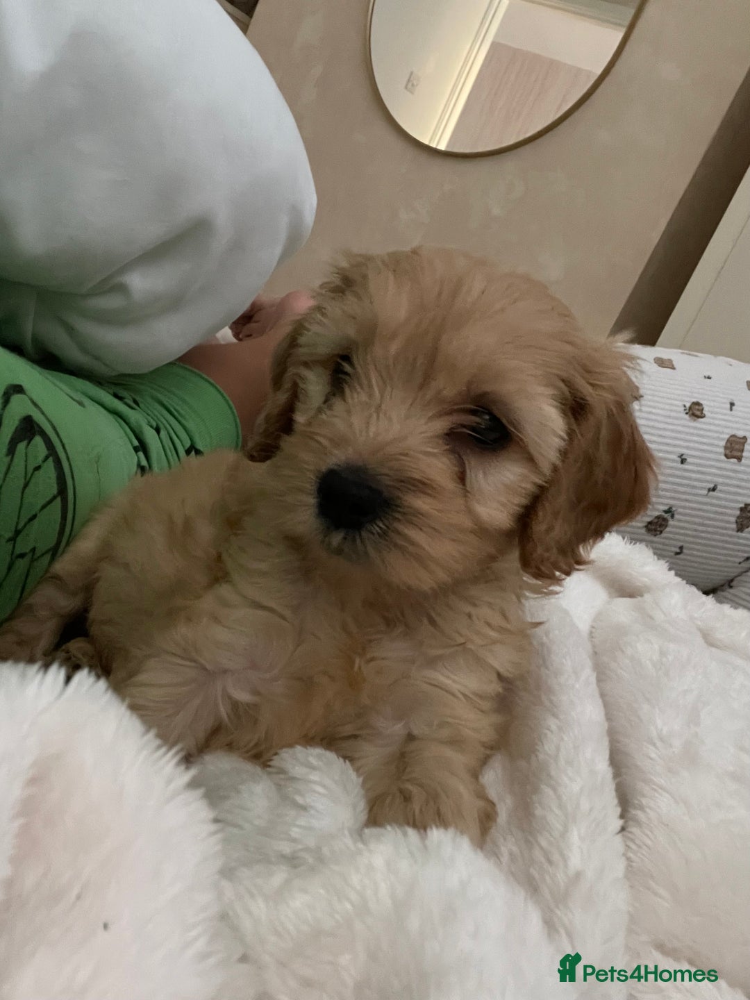 Cockapoo dogs for sale: 11 week old Cockapoo puppy  - Image 5
