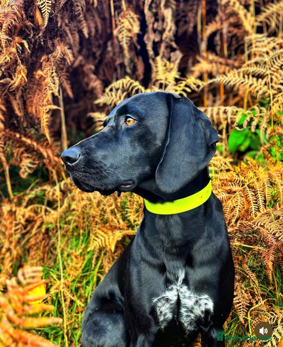 German Shorthaired Pointer dogs Solid black German shorthaired pointer for stud  - Advert 1