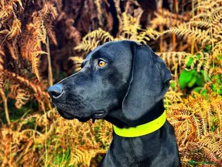 German Shorthaired Pointer dogs Solid black German shorthaired pointer for stud - Advert 1